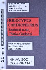 Etiketten zu Cardiophorus kantneri (Platia & Gudenzi, 2002) (NHMW-ZOO-COL-0007114)